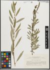 Foto von Salix pycnostachya Andersson